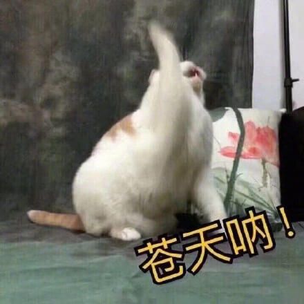 苍天呐，猫咪抬头叫苍天