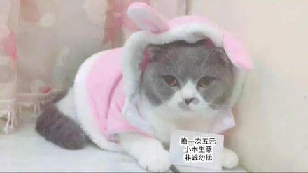 撸猫给钱，一次五元
