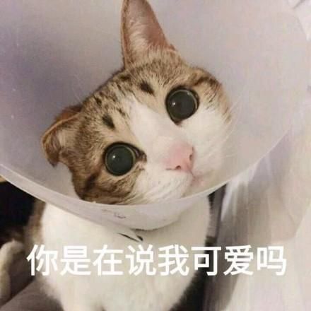 一组超级萌的猫咪萌宠表情包