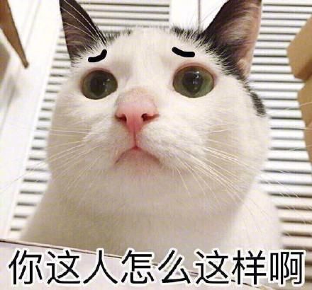 一组超级萌的猫咪萌宠表情包