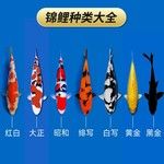 疯狂水草锦鲤鱼活鱼冷水观赏鱼日本纯种精品大正三色红白黄金昭和