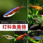 热带淡水活体观赏宠物鱼小型宝莲灯斑马红绿灯孔雀群游鱼苗灯科鱼