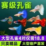 孔雀鱼活鱼观赏鱼耐活鱼苗小型热带鱼淡水冷水好养大型临产孕母鱼