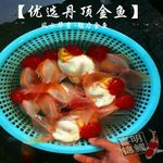 观赏金鱼喜出售金鱼活体龙睛兰寿金鱼虎头金鱼鱼苗大鱼批发供应