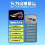 孔雀鱼活鱼观赏鱼耐活鱼苗小型热带鱼淡水冷水好养大型临产孕母鱼