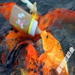 吃奶鱼奶嘴鱼吃奶鱼批发驯养吃奶鱼养殖养殖基地亲亲鱼出售吃奶鱼