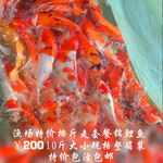 大量低价出售纯种日本锦鲤活体淡水风水活体观赏鱼锦鲤鱼按斤批发