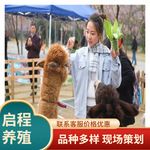 海洋鱼缸展览出租 海狮租赁表演 萌宠羊驼出租出售