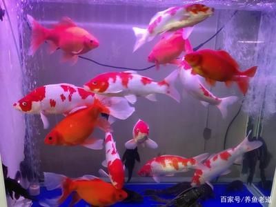 观赏鱼买卖（观赏鱼市场和实体店购买观赏鱼有两种途径，观赏鱼需注意） 麦肯斯银版鱼 第4张