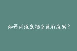 如何训练宠物鸟进行旋转?