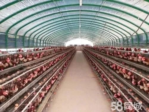 深圳畜禽养殖·畜牧副产品深圳地区批发各种大棚骨架上门定做各种保温大棚养殖大棚种植大棚