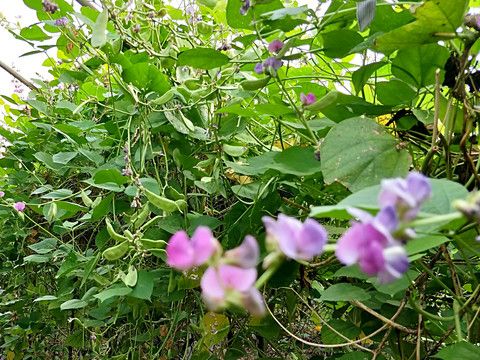 蛾眉豆