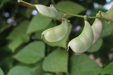 蛾眉豆花开美艳艳