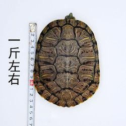 易萌 乌龟活物大巴西龟活体宠物龟繁殖种龟黄金红耳巴西龟水龟招财龟 配种公龟半斤13cm左右