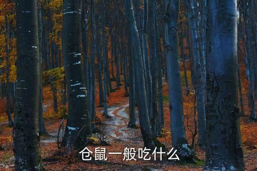  仓鼠一般吃什么