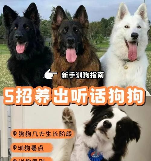 小狗饮食全指南（宠物喂食须知、饮食禁忌及健康食谱分享）