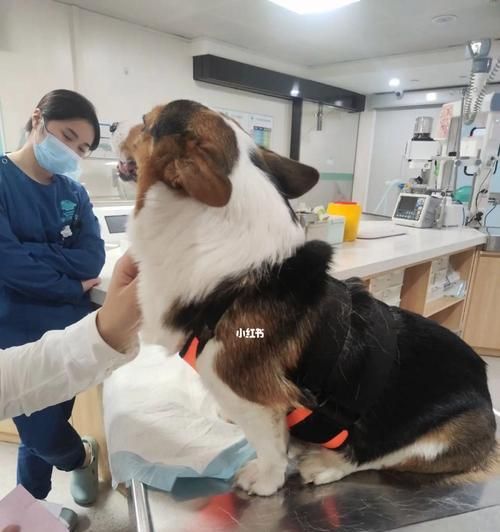 宠物狗的瘫痪病因与防治（了解宠物狗的健康）
