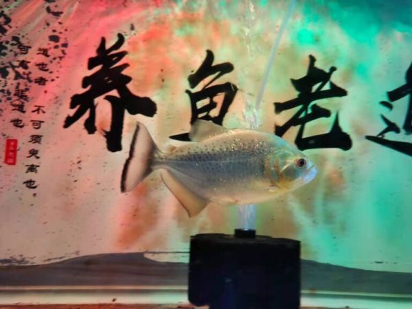 什么观赏鱼最值得饲养？我认为应该符合以下几点条件 