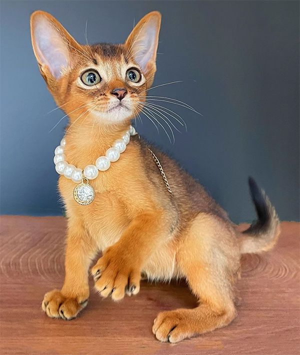 阿比西尼亚猫