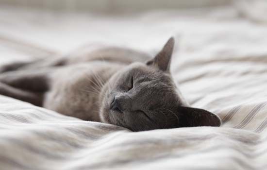 氯霉素一天可以给猫滴几次