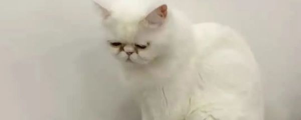 为什么3只核酸呈阳性的猫必须被执行安乐死？