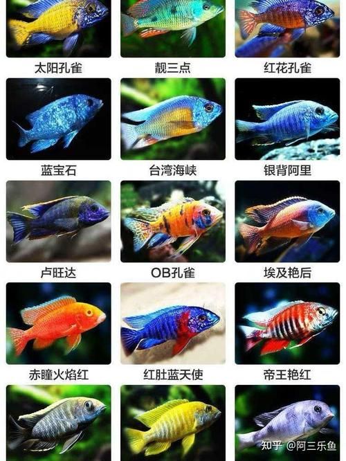 热带鱼品种饲养与现状，热带鱼品种介绍