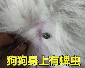 揭秘狗狗身上跳蚤繁殖的原因（宠物主人必看）
