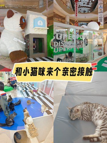 和小猫咪来个亲密接触，快来超能猫空间撸猫吧