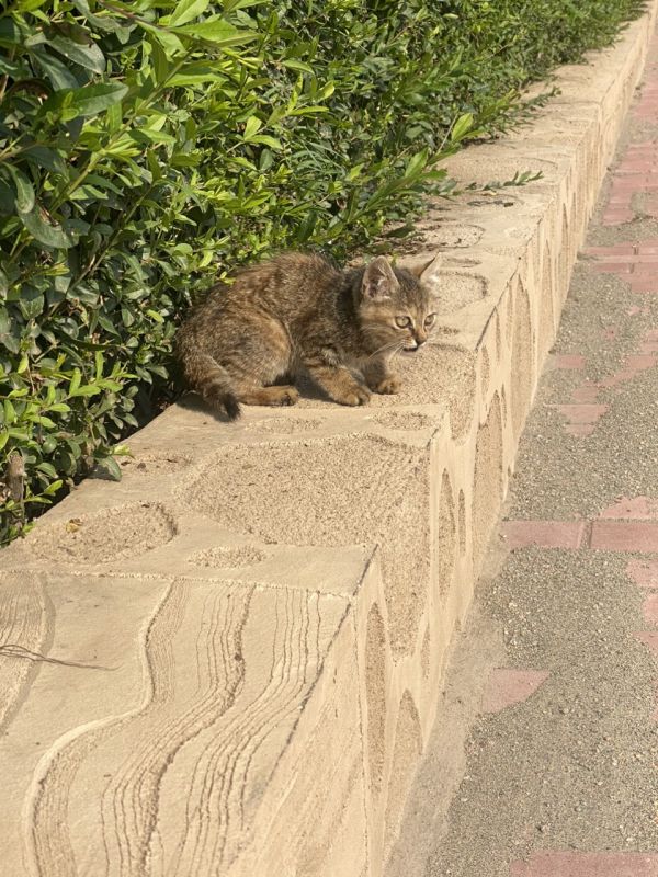 小猫领养