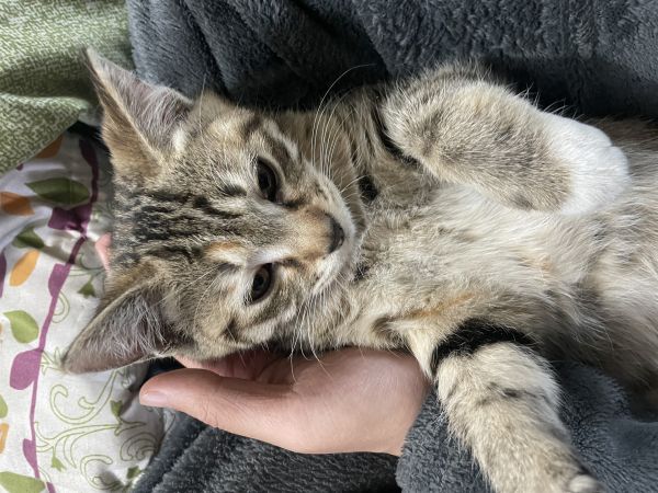 小猫一只健康无疾病