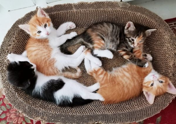 给2024.5.24出生的猫猫找领养