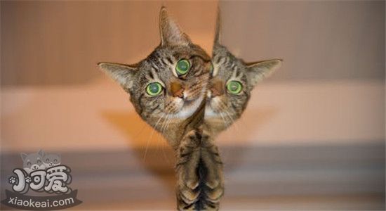猫鼻子热怎么回事 是不是意味着猫咪生病了