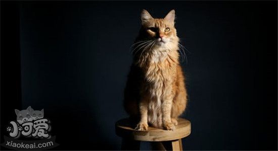 猫鼻子热怎么回事 是不是意味着猫咪生病了