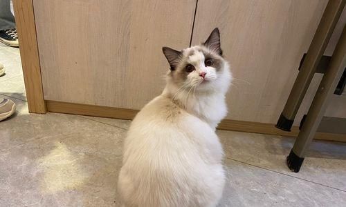 如何正确给5月布偶猫剪毛？（宠物健康必备，避免误区）