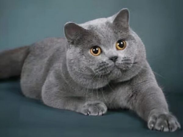如何区分容易让人傻傻分不清的英短和蓝猫?