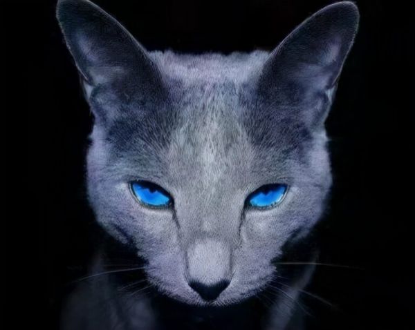 如何区分容易让人傻傻分不清的英短和蓝猫?