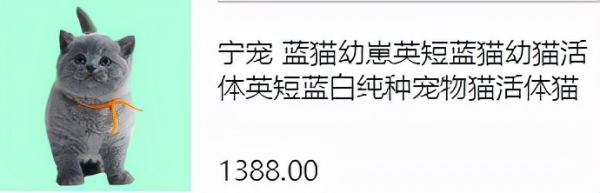 如何区分容易让人傻傻分不清的英短和蓝猫?