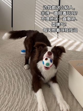 养了边牧就像养了一个孩子,不光伺候还得陪玩,一直玩………#边牧 #萌宠推荐官 #狗狗的心思都写在脸上了 #边牧不是狗 #边牧玩耍视频