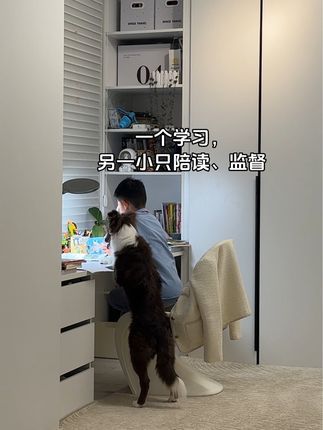 #边牧 #萌宠推荐官 #谁家小狗像个小宝宝 #边牧有多聪明