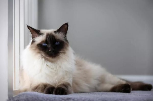 暹罗猫和布偶猫的区别有哪些？让我们从5个方面来分析！