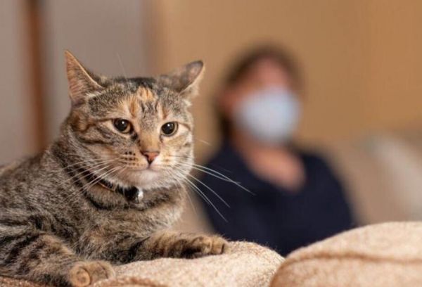 猫咪若有这6种异常行为，主人可别不在意，它很可能是在“忍痛”