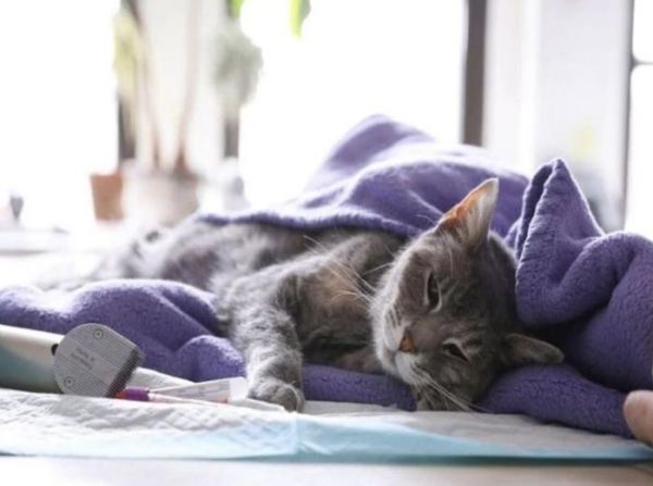 猫咪若有这6种异常行为，主人可别不在意，它很可能是在“忍痛”