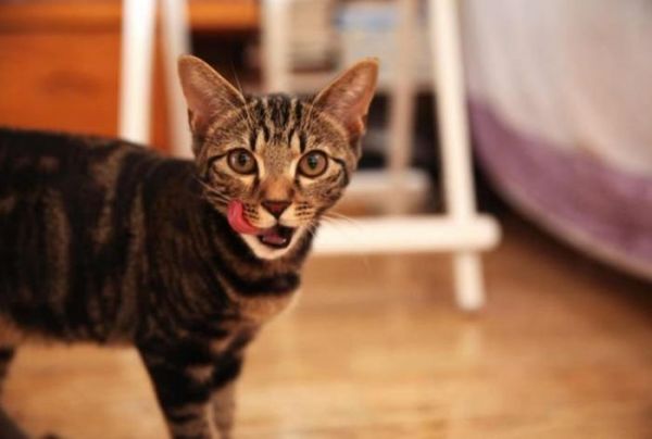 猫咪若有这6种异常行为，主人可别不在意，它很可能是在“忍痛”