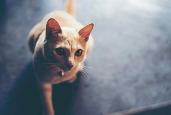 猫咪若有这6种异常行为，主人可别不在意，它很可能是在“忍痛”