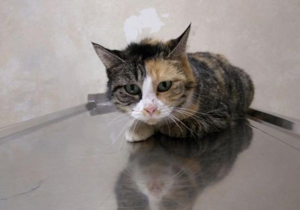 猫咪若有这6种异常行为，主人可别不在意，它很可能是在“忍痛”