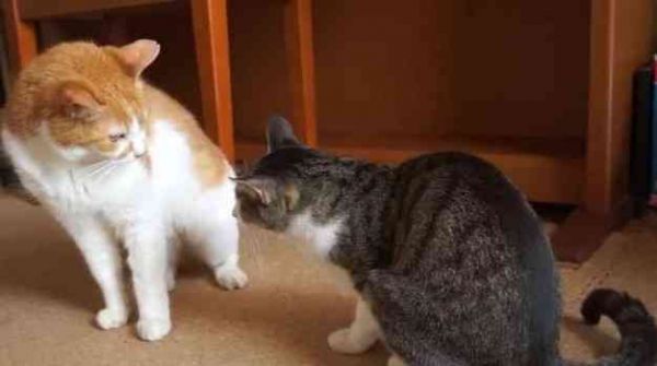 全方位解读小猫性：涵喂养、行为、健与养护常见问题解答