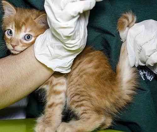 全方位解读小猫性：涵喂养、行为、健与养护常见问题解答