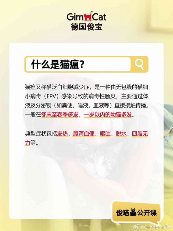 全方位解读小猫性：涵喂养、行为、健与养护常见问题解答