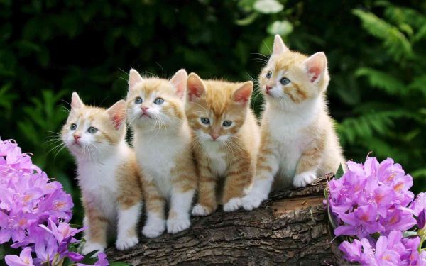 全方位解读小猫性：涵喂养、行为、健与养护常见问题解答