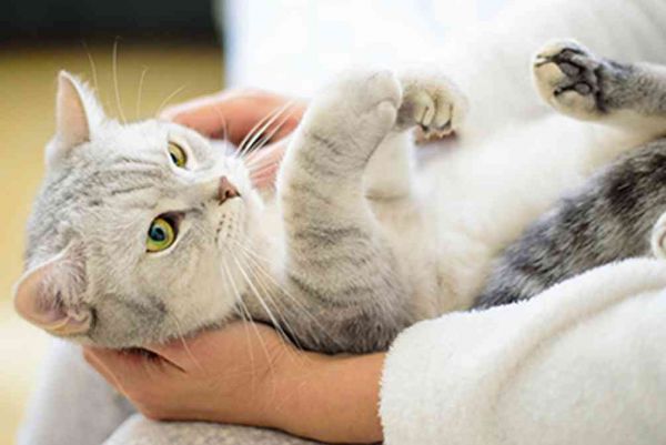 全方位解读小猫性：涵喂养、行为、健与养护常见问题解答